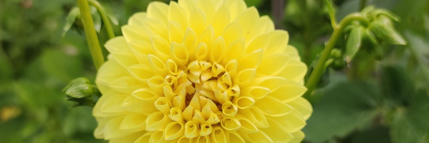 Kamuran Ulusoy banner