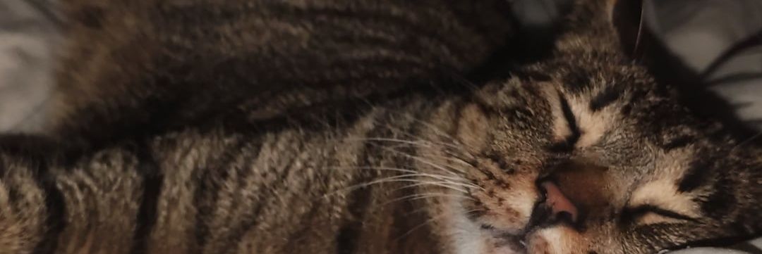 dianafote4's profile banner image
