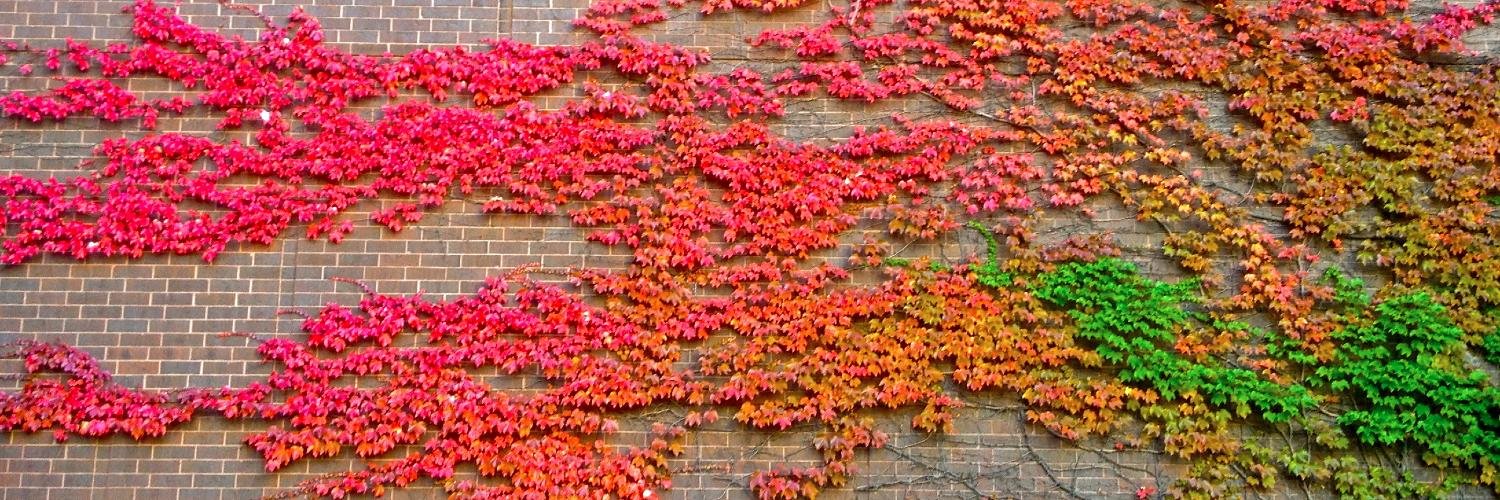 Iris Shreve Garrott banner