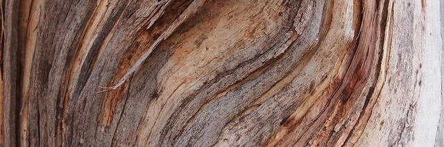 Bronwyn Cumbo banner