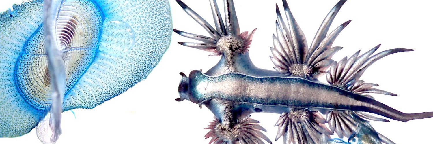 High Seas Science banner