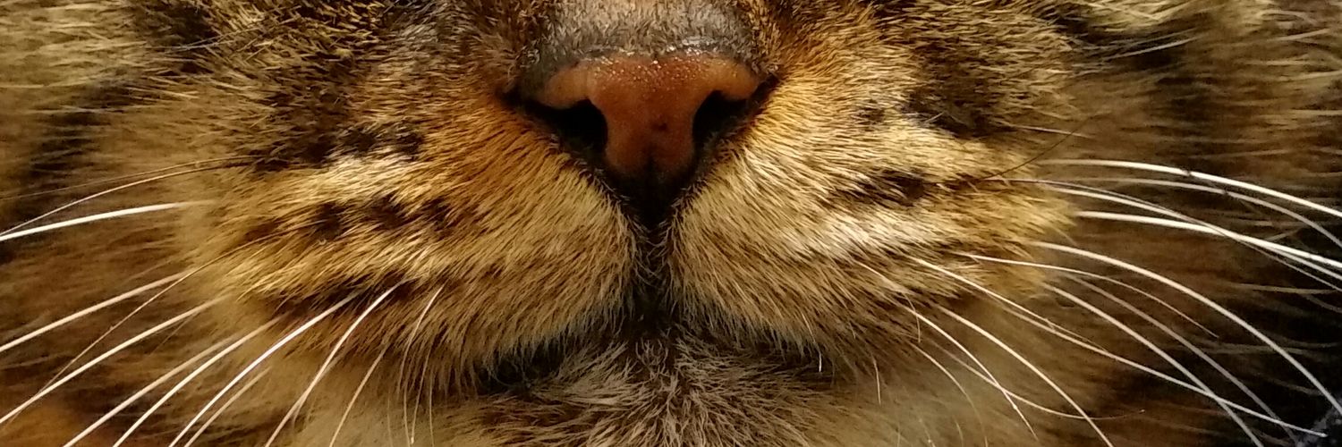 82310bee's profile banner image