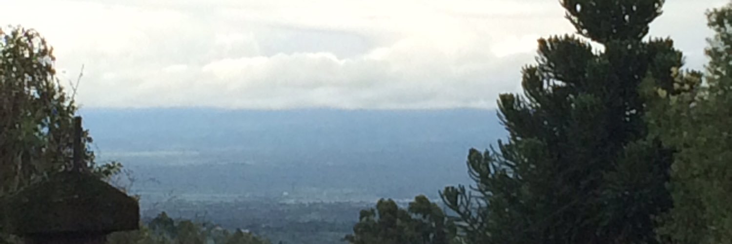 shamiso chigorimbo banner