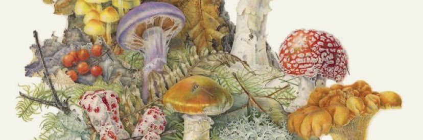 RachealDevine's profile banner image
