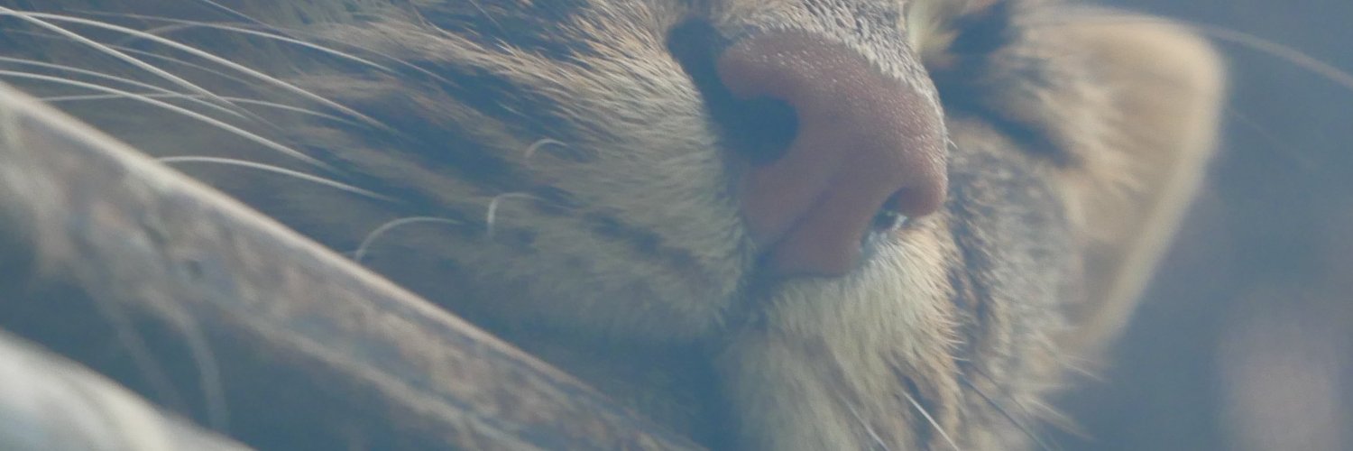 OY.theCat 欧阳猫😼Ph.C🇺🇸 banner