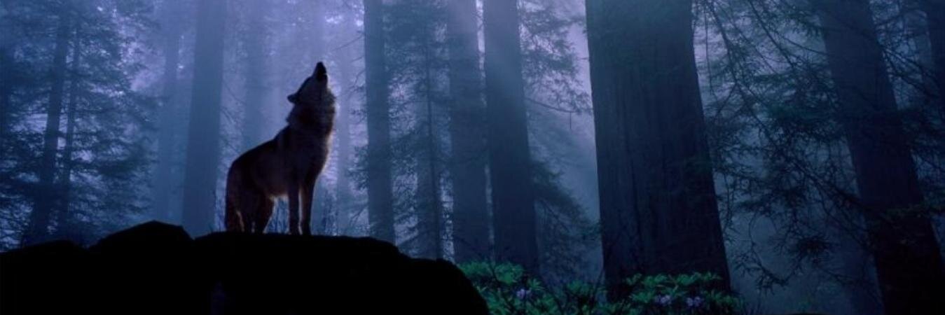 LupoRamingo's profile banner image