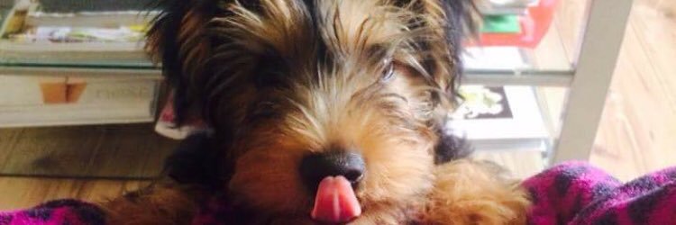 xkelseysmith's profile banner image