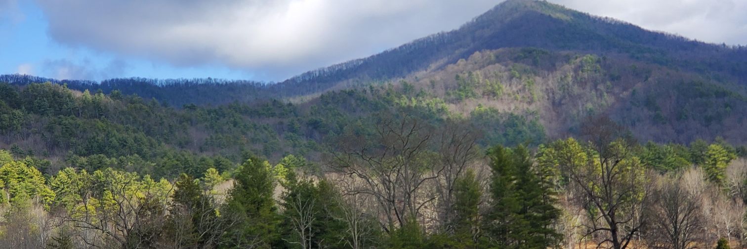 Kelly in Tennessee banner