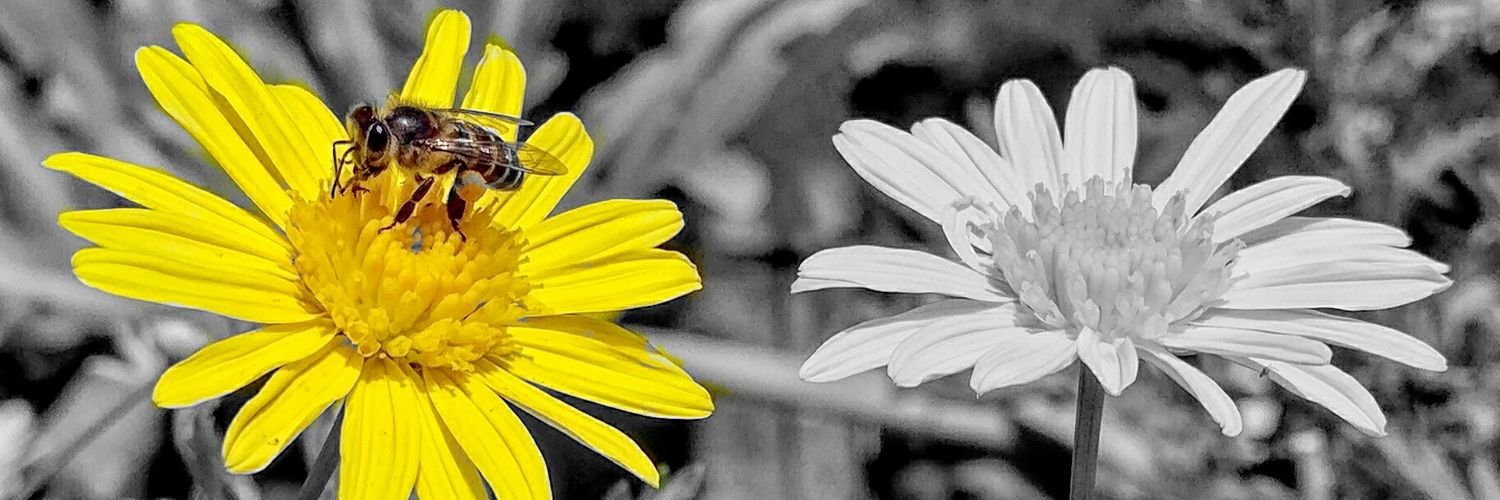 jeco88's profile banner image