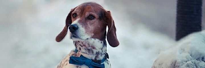 MSodine's profile banner image