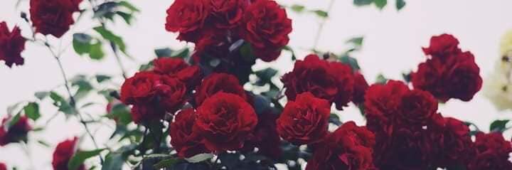 alwaled963's profile banner image