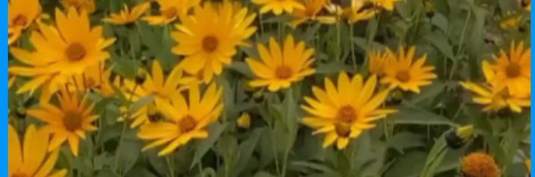 jennysaaarge's profile banner image
