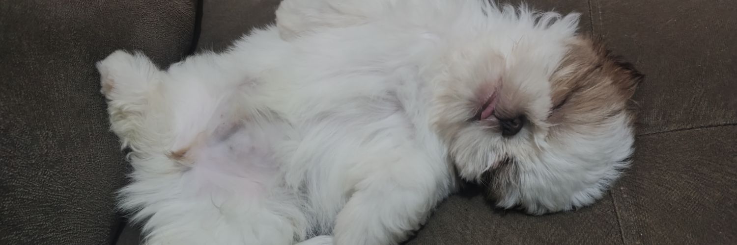 patidemarchi's profile banner image