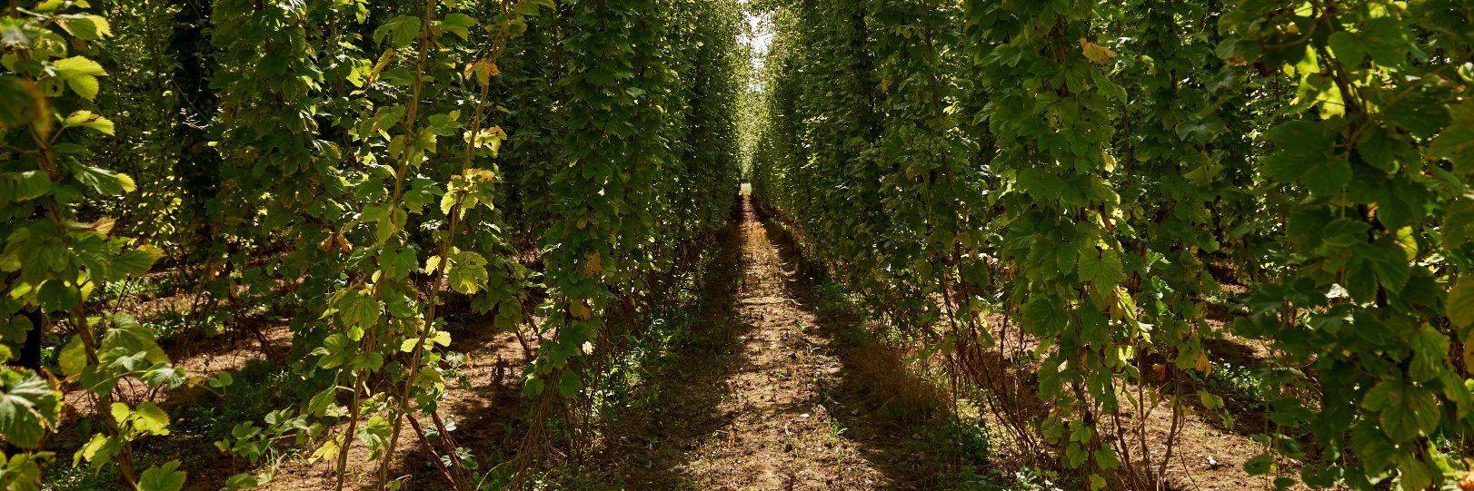 HOBObeer's profile banner image