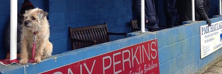 nonleaguedogs banner