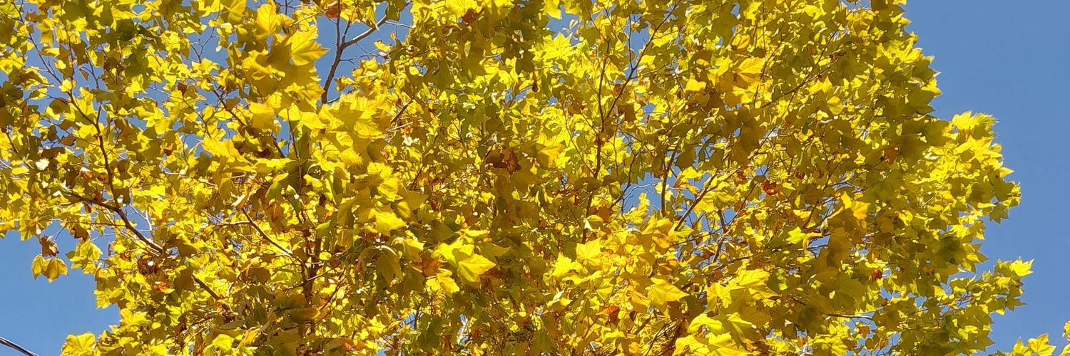 Helô Fernandes banner