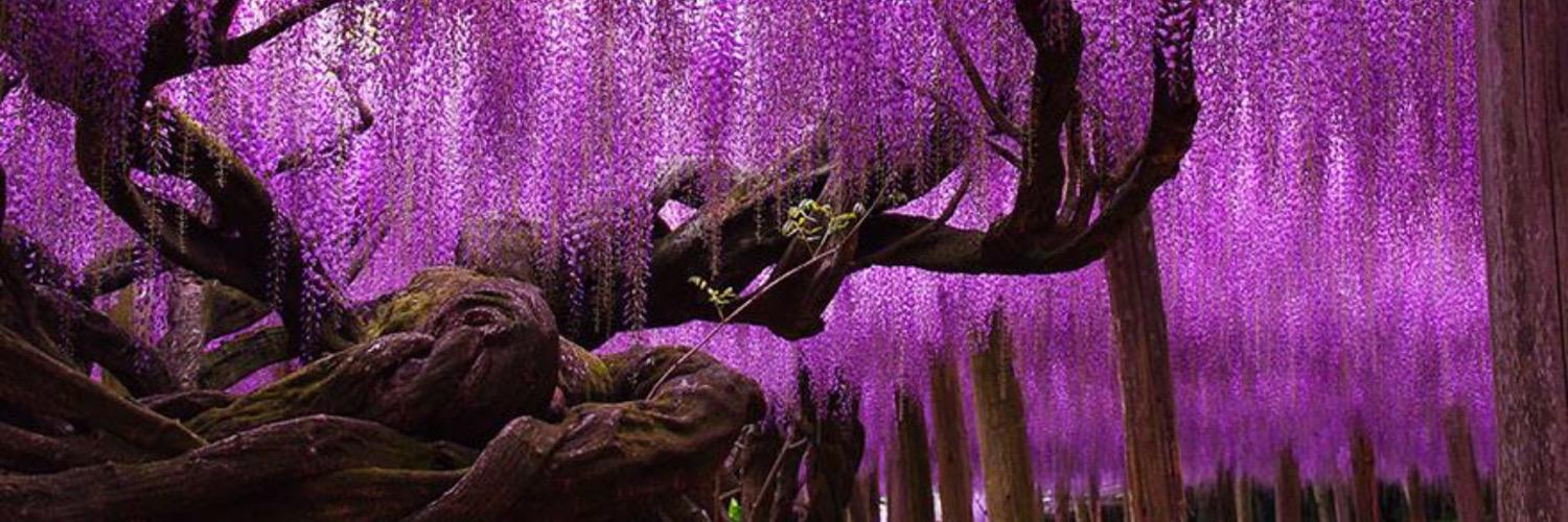 rupertellick's profile banner image