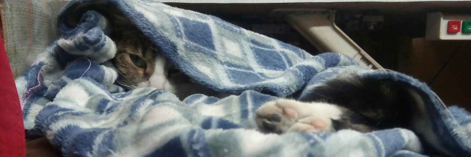 Isa_J23's profile banner image