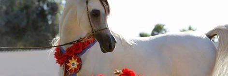 W12F12's profile banner image