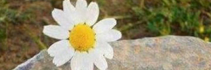 Saadnsaab's profile banner image