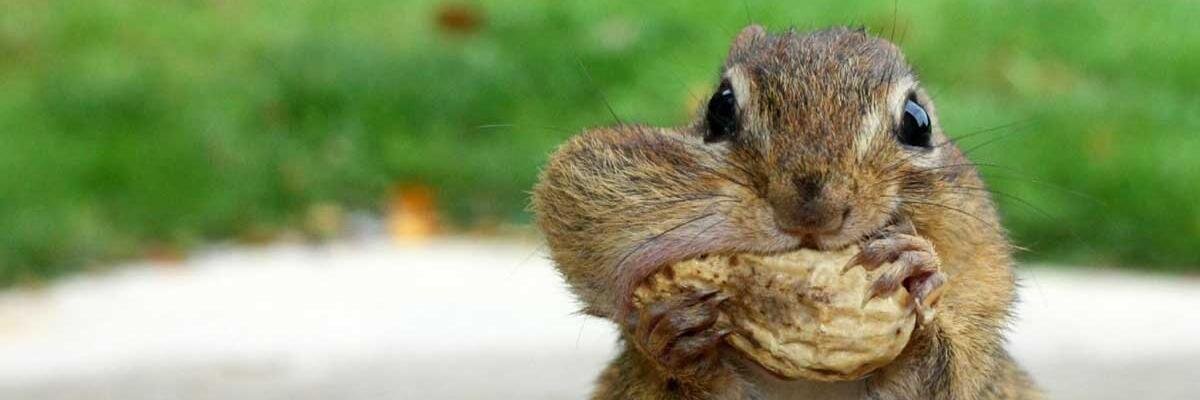 Squirrels_day's profile banner image