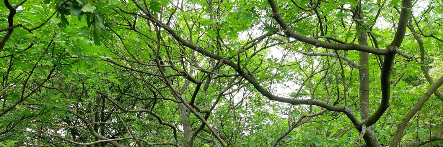 Claus C. Malzahn banner