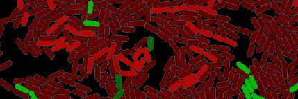 Leandra Brettner banner