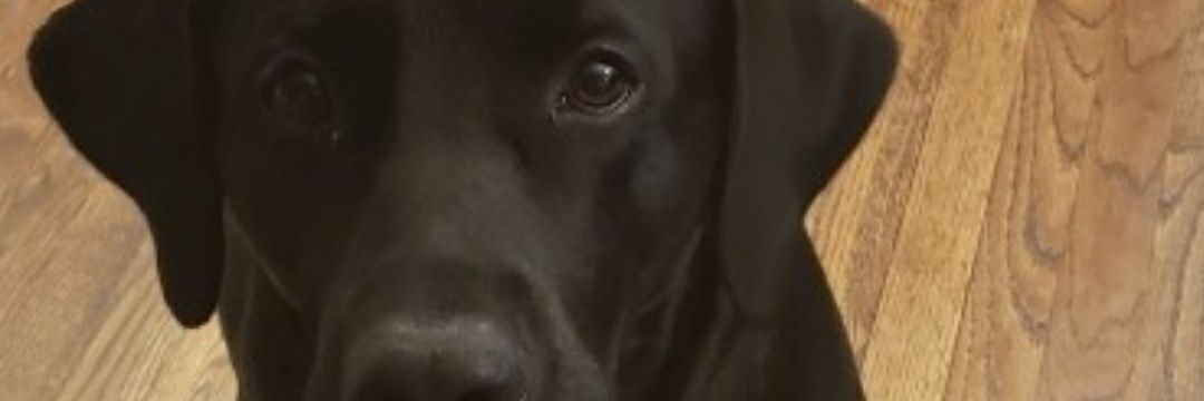 BearcatSharon's profile banner image