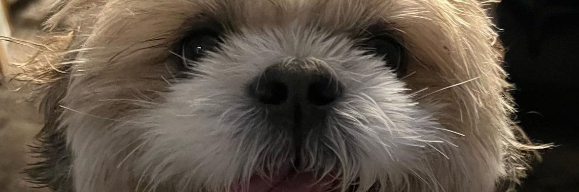 misternoswag's profile banner image