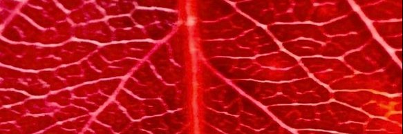 mleynse's profile banner image