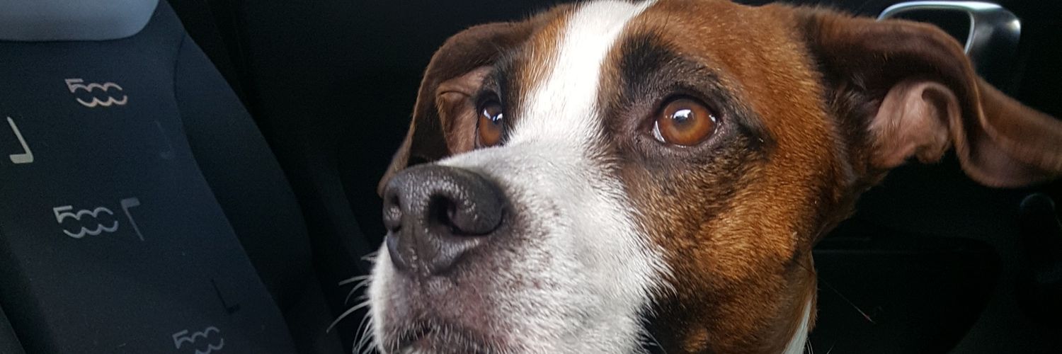 zuzzurina's profile banner image