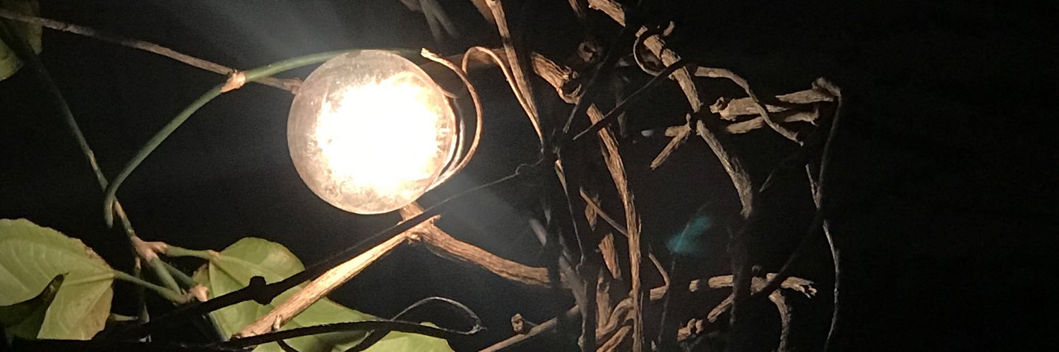 pedrobontorim's profile banner image