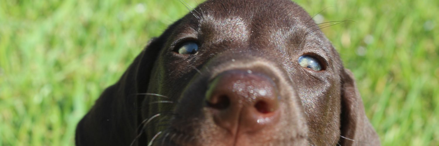 Maddigrasland's profile banner image