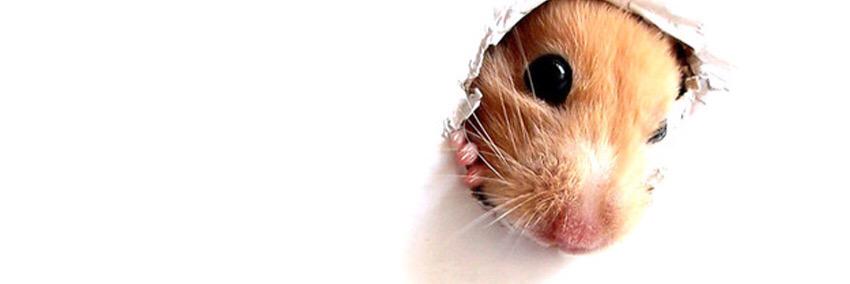 JGrahamIam's profile banner image
