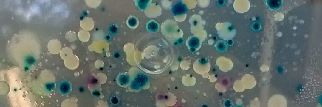 Wellington Felipe Costa banner