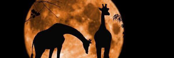 EllisPallett's profile banner image