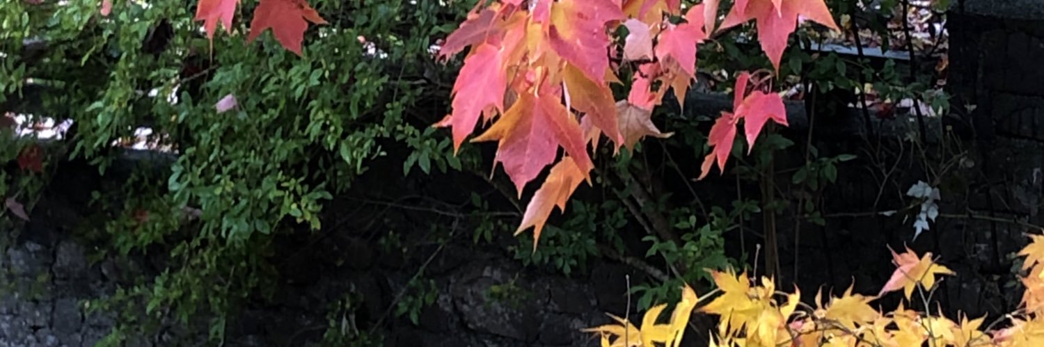 Denise O'Conner🌻 banner