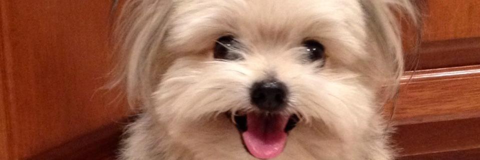 Tami Chaves banner