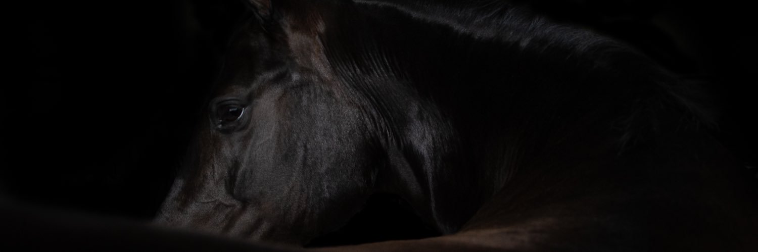 ashelllly's profile banner image