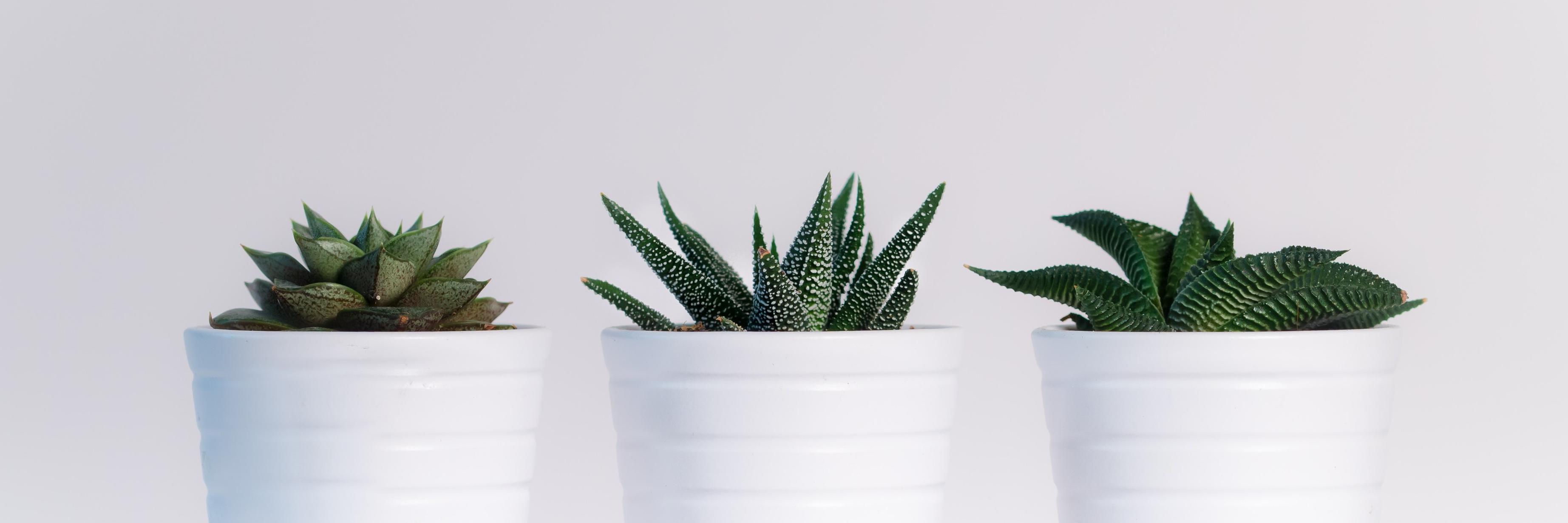 edgarlinardi's profile banner image