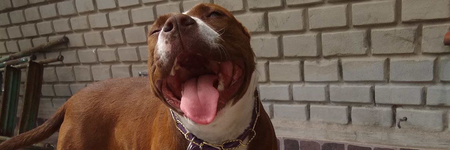NazaPerassi's profile banner image