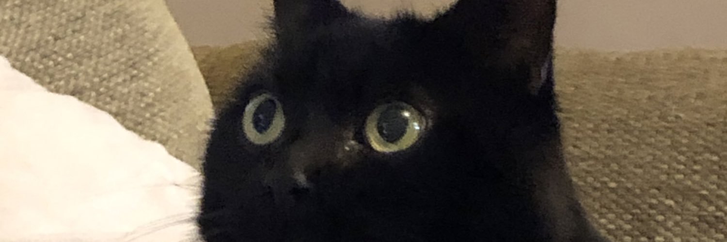 oddcurlout's profile banner image