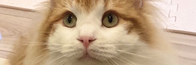 humanoid_egg's profile banner image