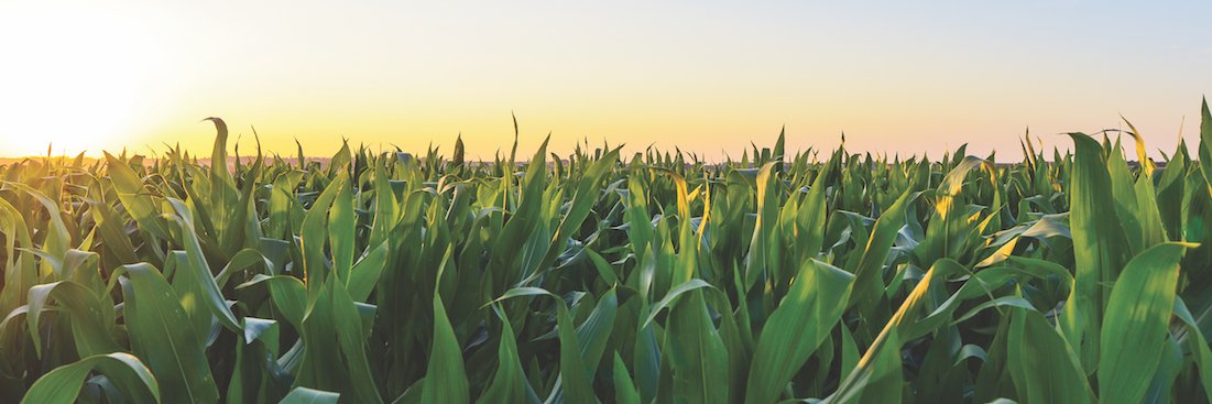 ISUCropNews's profile banner image