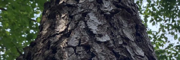 jinifor Profile Banner