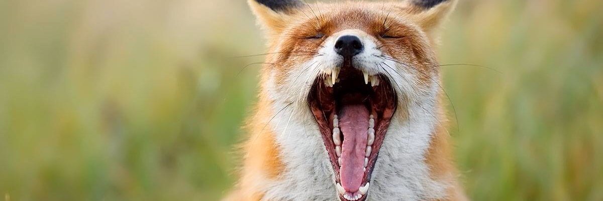 Cameleon_fr's profile banner image