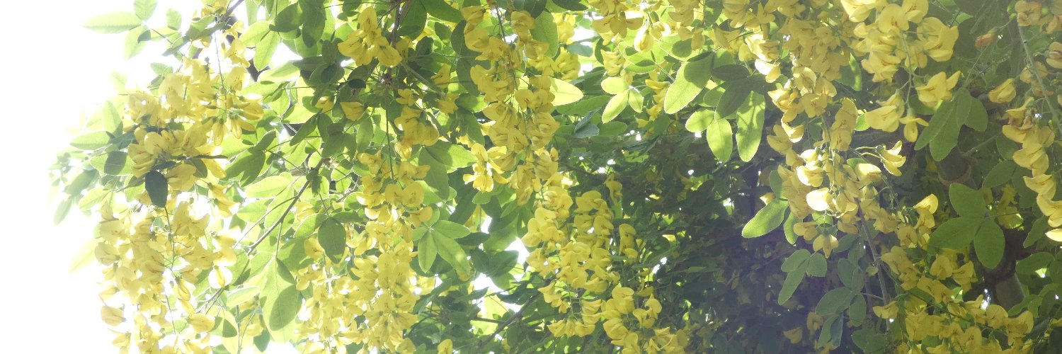 coldzenzai's profile banner image
