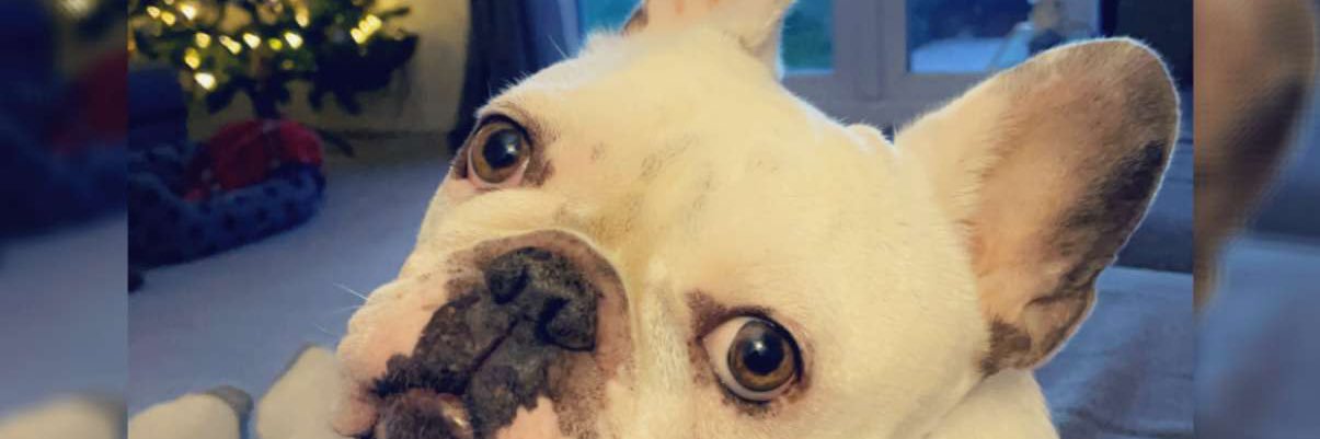 bluebenny's profile banner image
