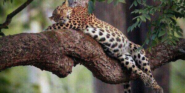 Boy van Poppel banner