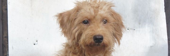 panipann_'s profile banner image